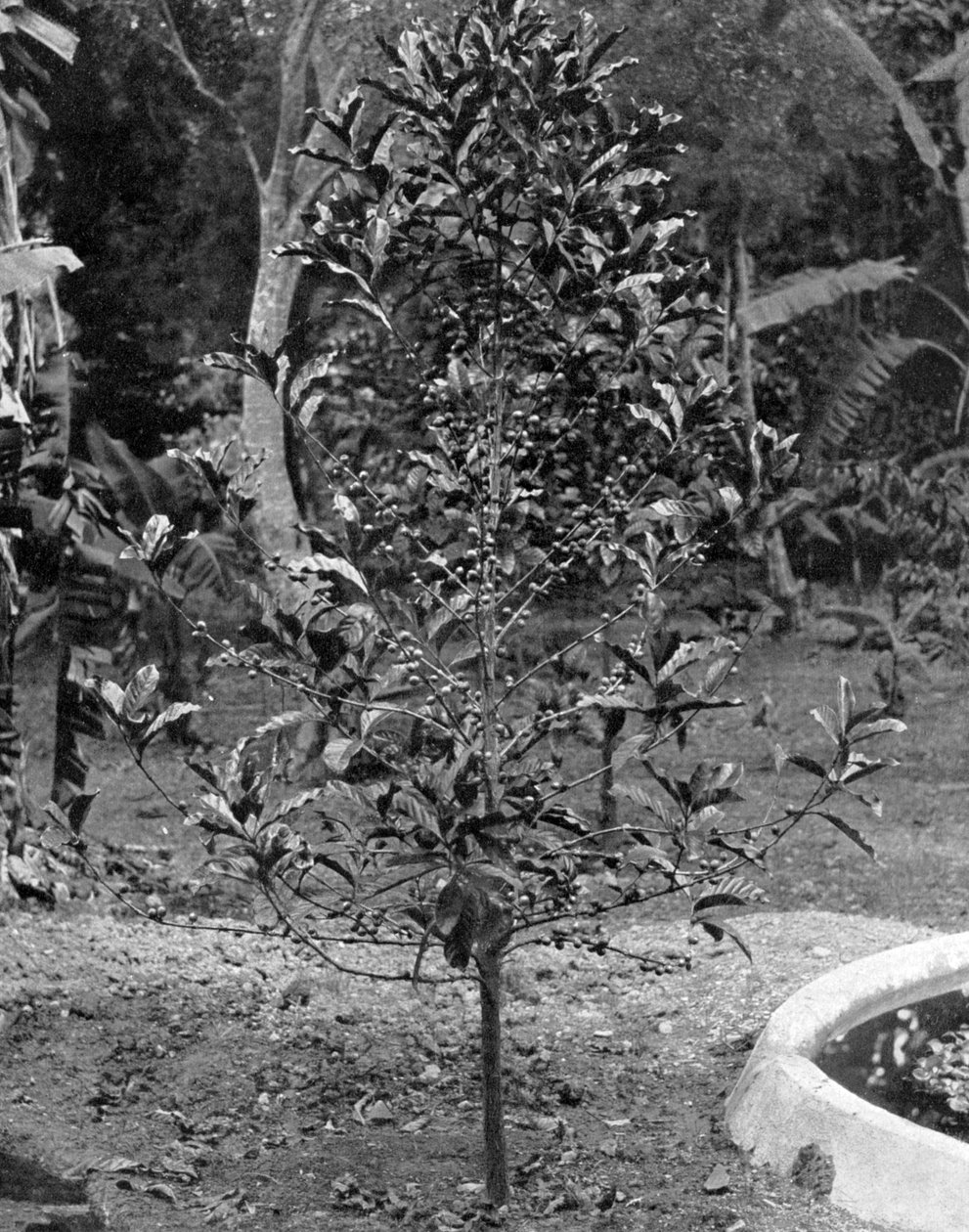 Kahve ağacı, Jamaika, c1905. by Adolphe Duperly and Son