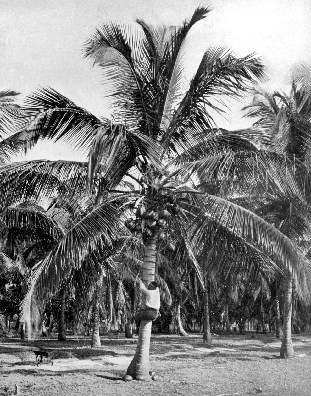 Hindistan cevizi toplamak, Jamaika, c1905 by Adolphe Duperly and Son