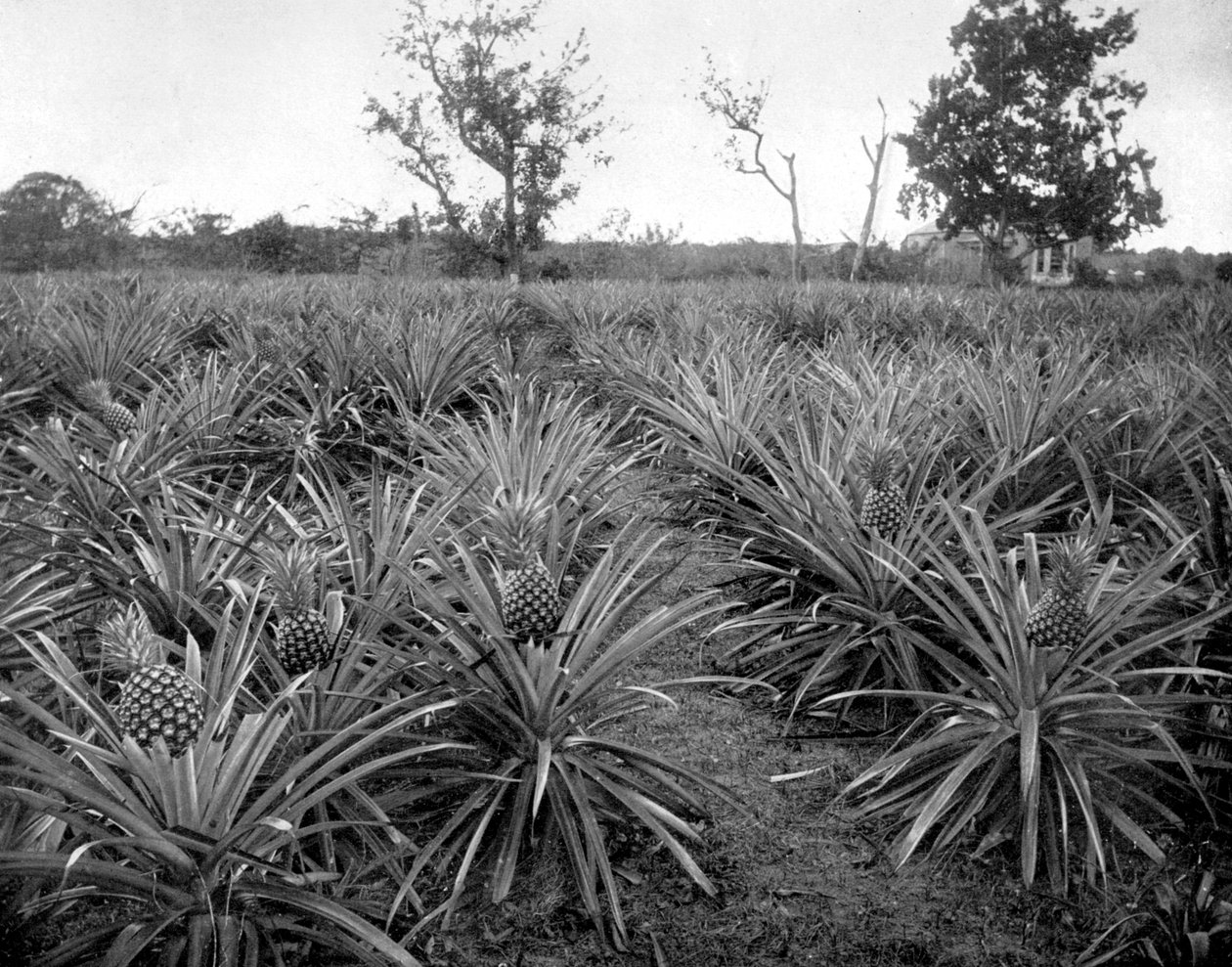 Ananas korusu, Jamaika, c1905. by Adolphe Duperly and Son