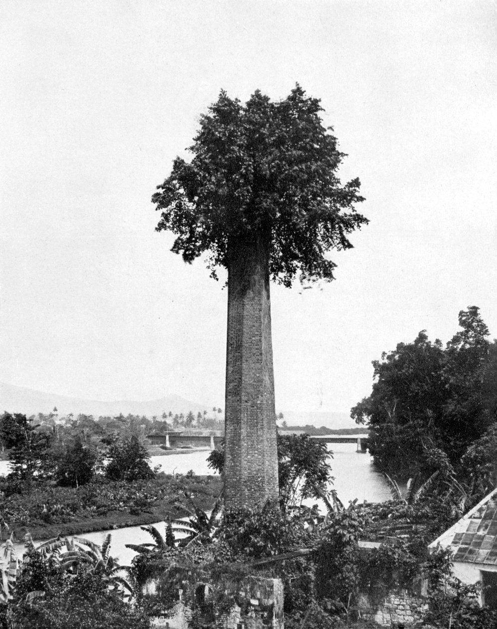 Eski şeker evi bacasından büyüyen ağaç, Jamaika, c1905. by Adolphe Duperly and Son