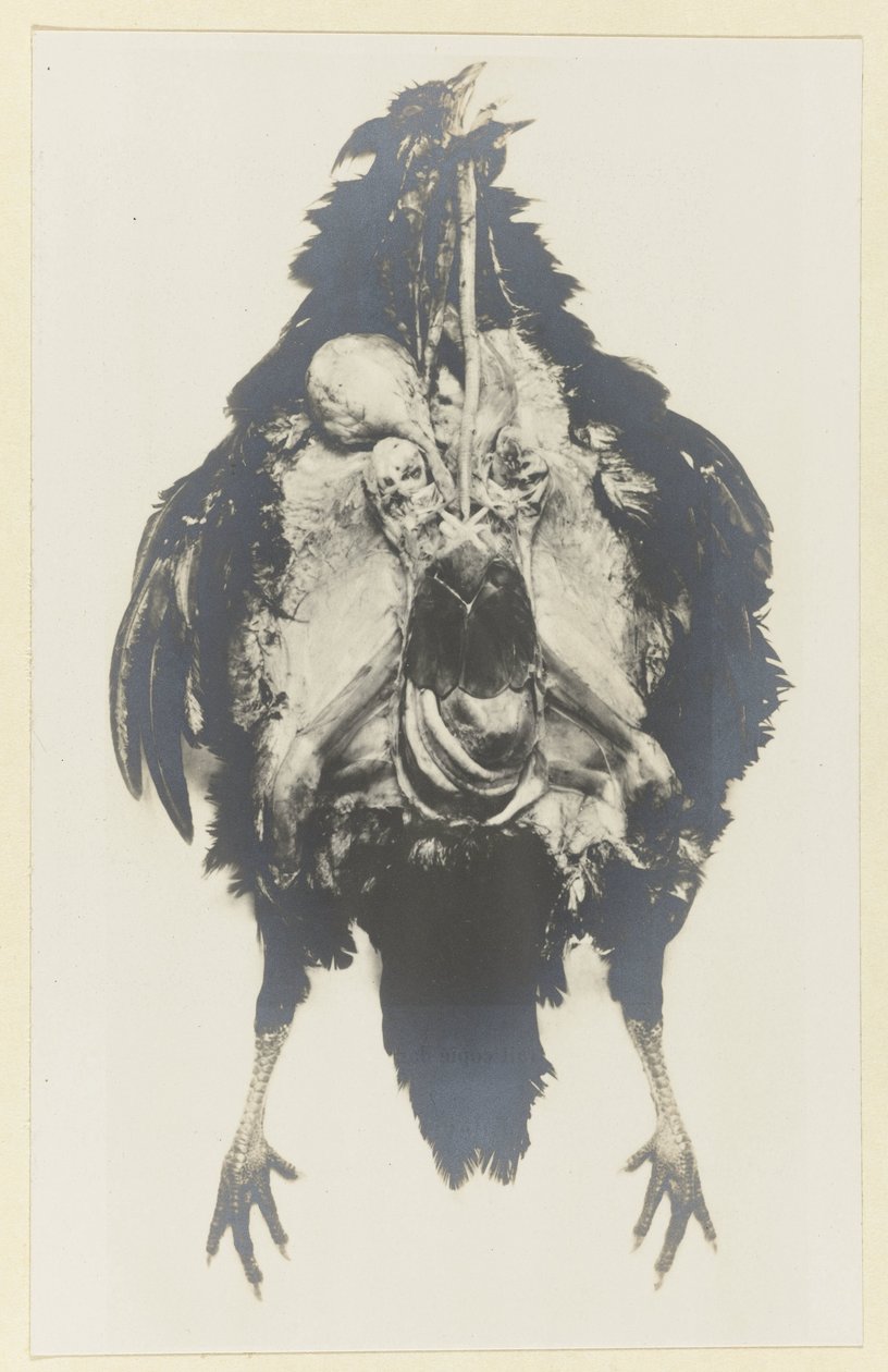 Bir tavuğun anatomisi Poule anatomisi by Adolphe Louis Donnadieu