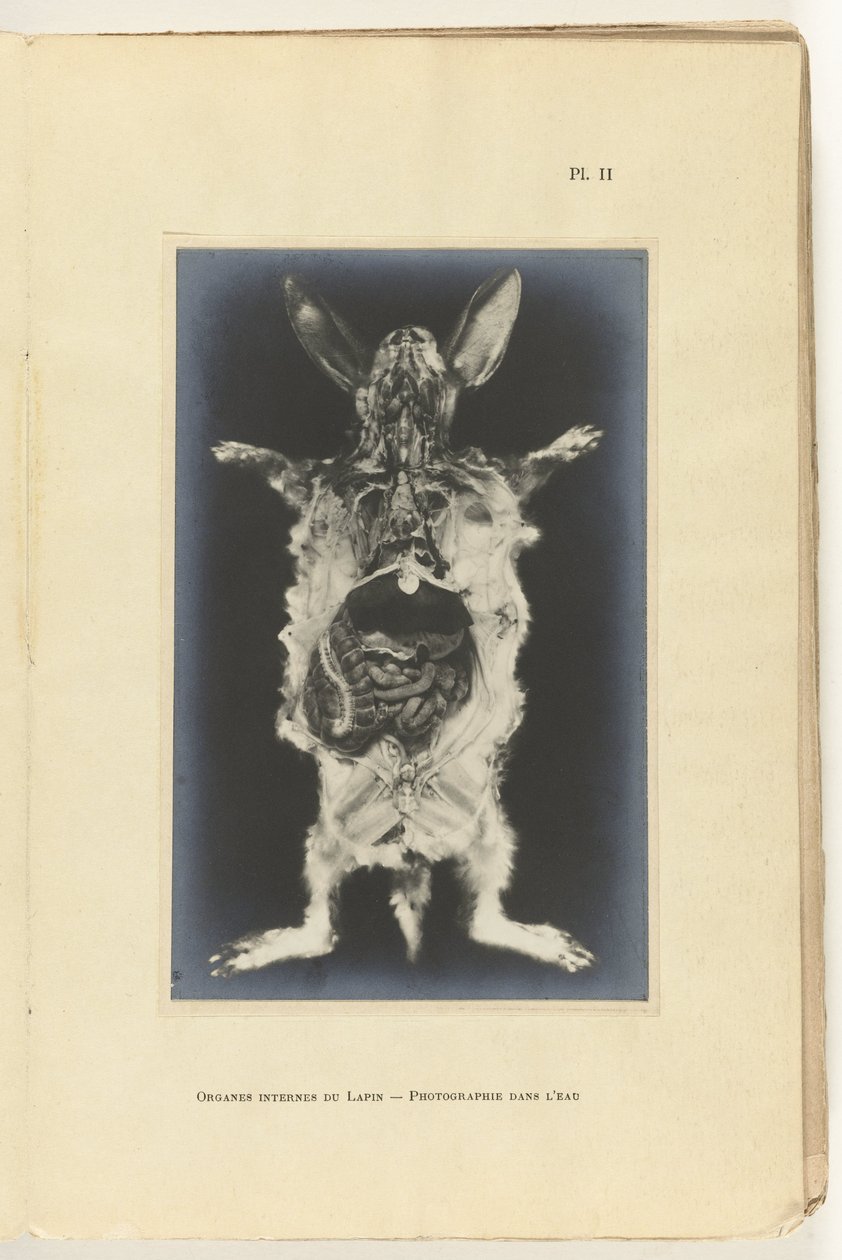 Organları görünen tavşan kesilip açıldı Organes internes du lapin -Photography dans l