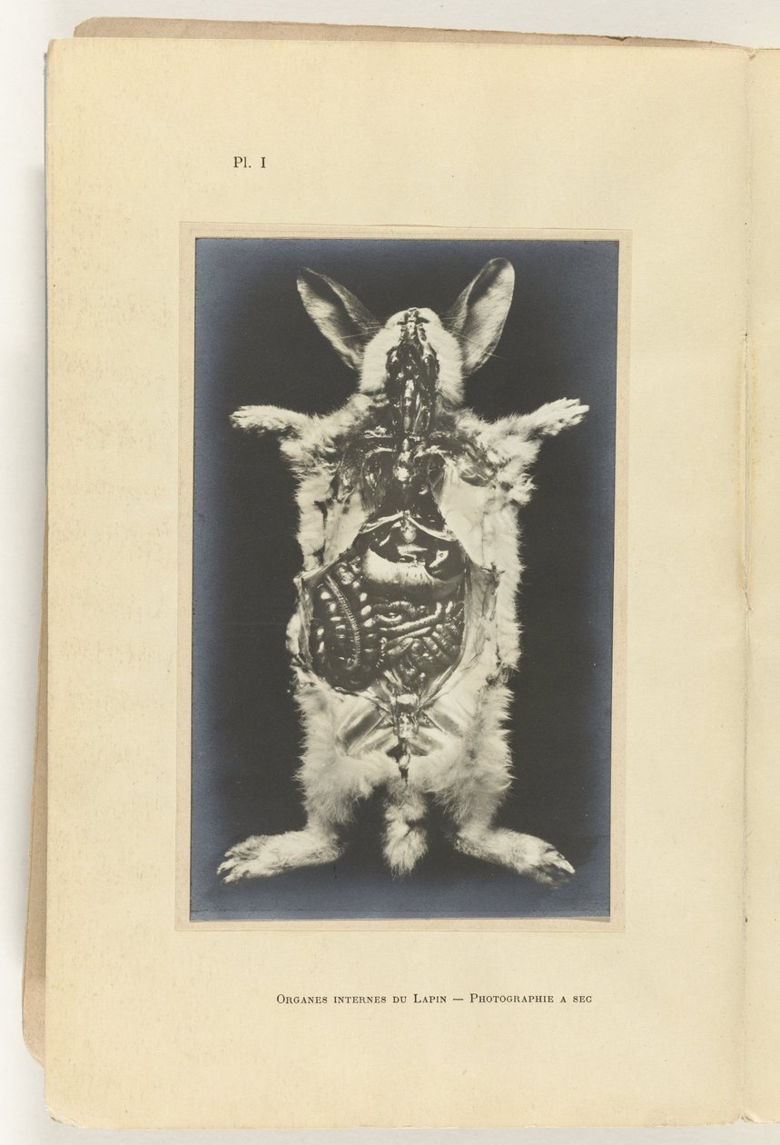 Organları görünen tavşan kesilip açıldı Organes internes du lapin -Fotoğraf bir saniye by Adolphe Louis Donnadieu