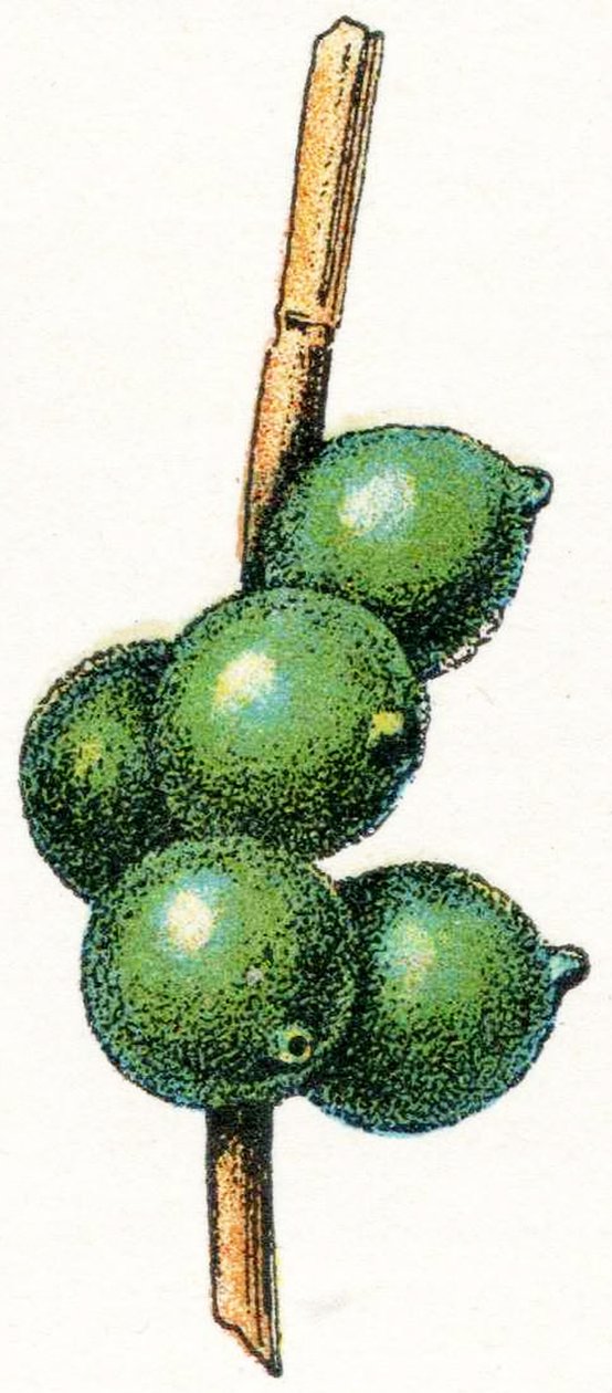 mürekkep balığı yumurtaları by Adolphe Philippe Millot
