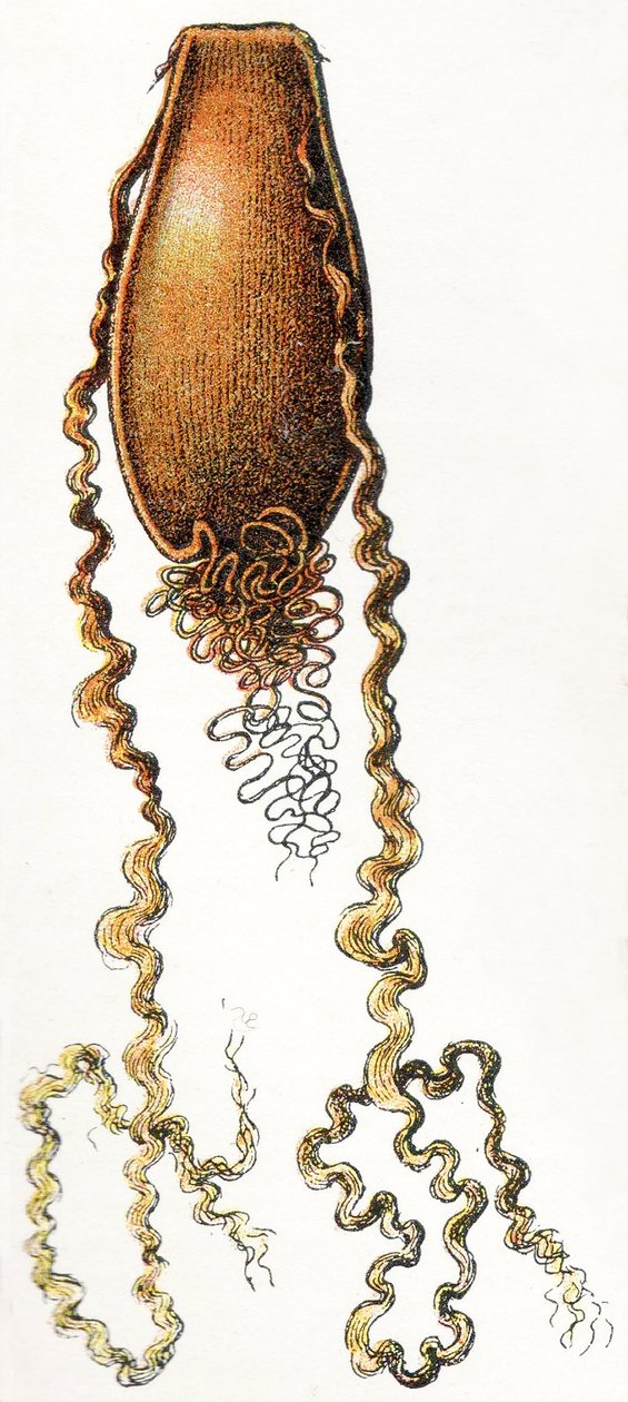 Kedi köpekbalığının yumurta kasası (Scyliorhinus), 1923 by Adolphe Philippe Millot