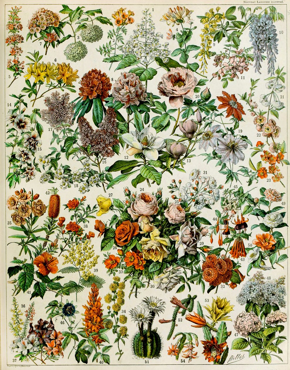 Çiçekli bitkiler c.1923 çizimi by Adolphe Philippe Millot