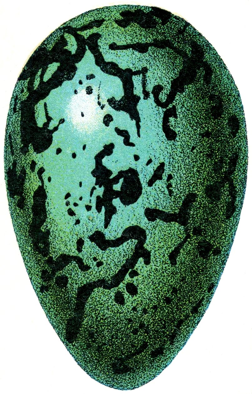 Martı Yumurtası, 1923 by Adolphe Philippe Millot