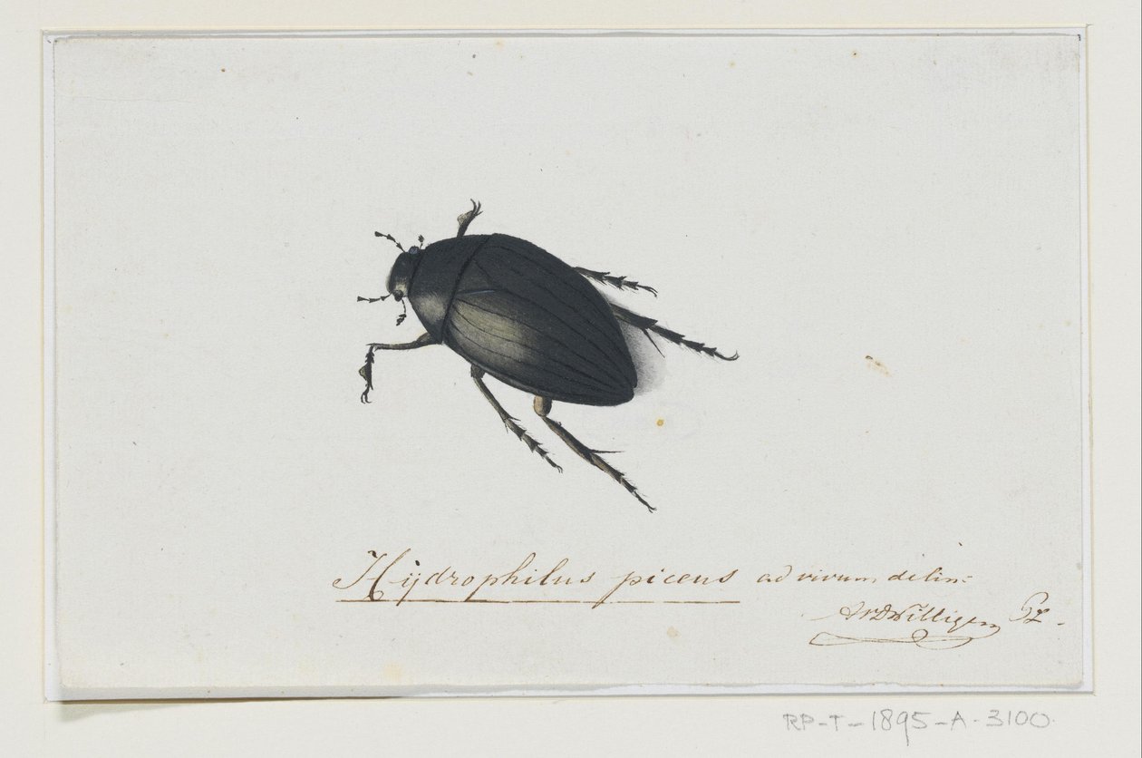 Kara Su Böceği Hydrophilus picens (nesne üzerindeki başlık) by Adriaan van der Willigen