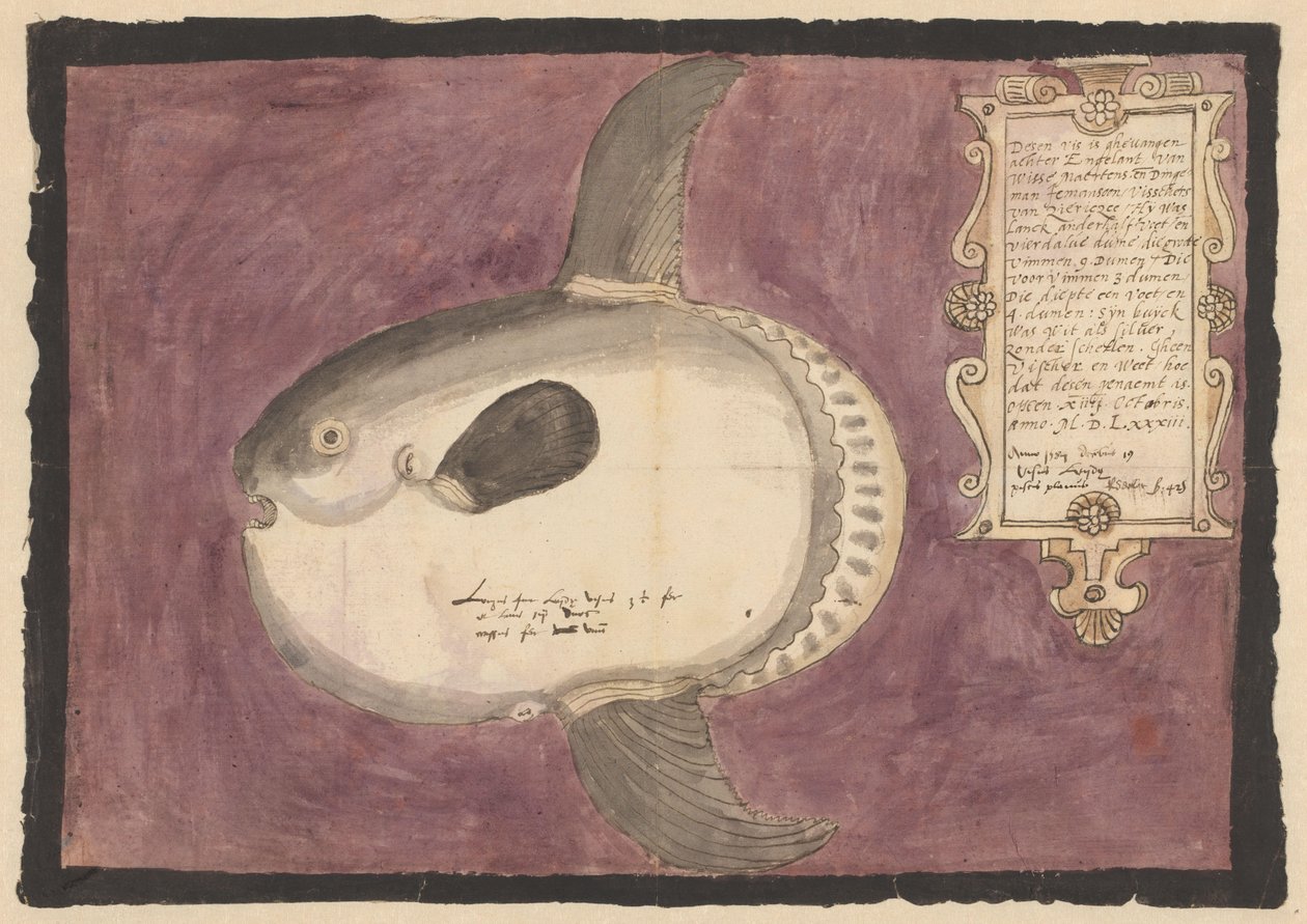 Okyanus güneş balığı (Mola mola) by Adriaen Coenen