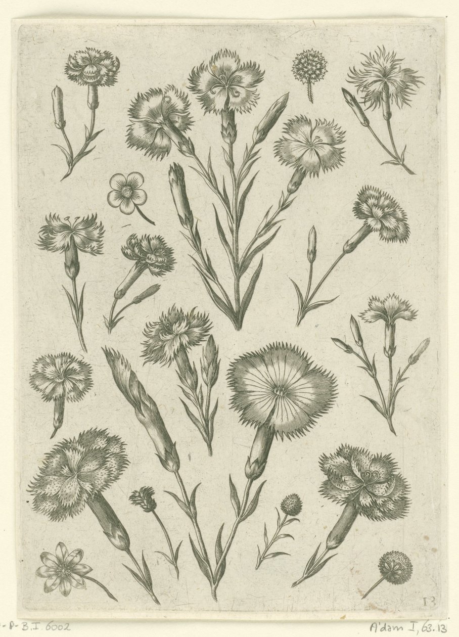 çeşitli anjers Florilegium (dizi adı) by Adriaen Collaert