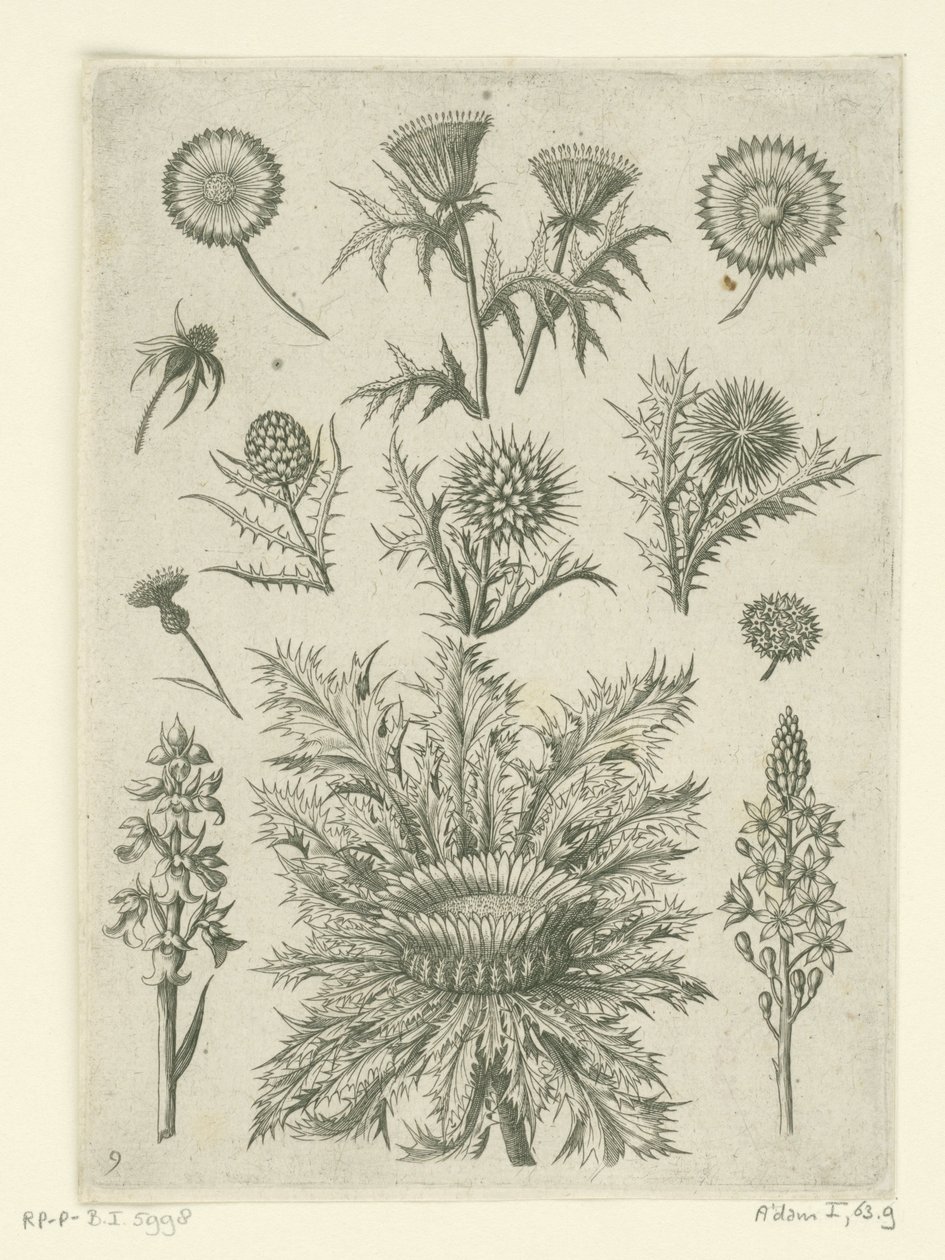 çeşitli disteller Florilegium (dizi adı) by Adriaen Collaert