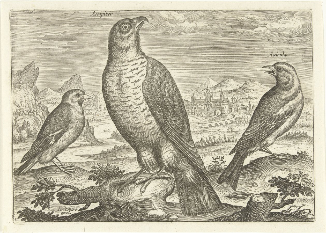 Bir manzara içinde üç kuş Kuşlar (dizi adı) Avium vivae (dizi adı) by Adriaen Collaert