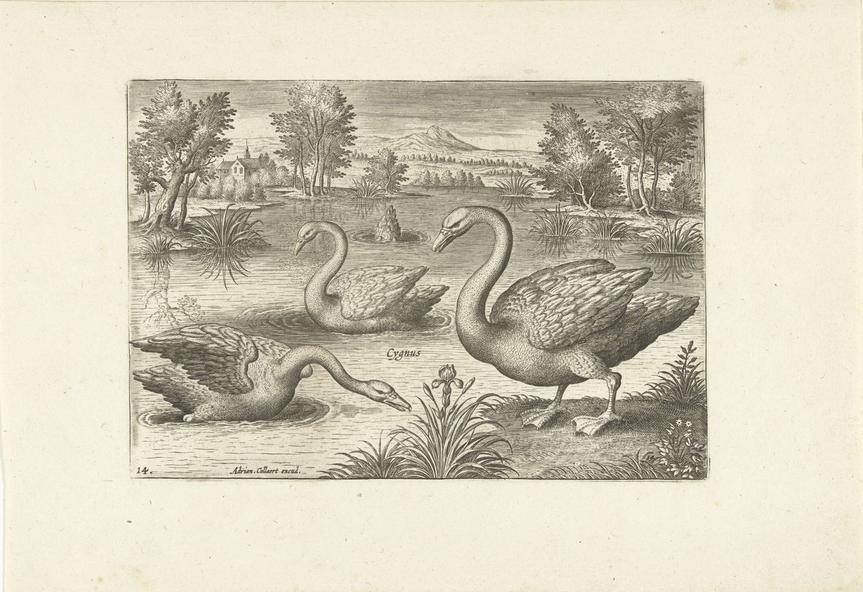 Bir su birikintisi içinde üç kuğu Kuşlar (dizi adı) Avium vivae (dizi adı) by Adriaen Collaert