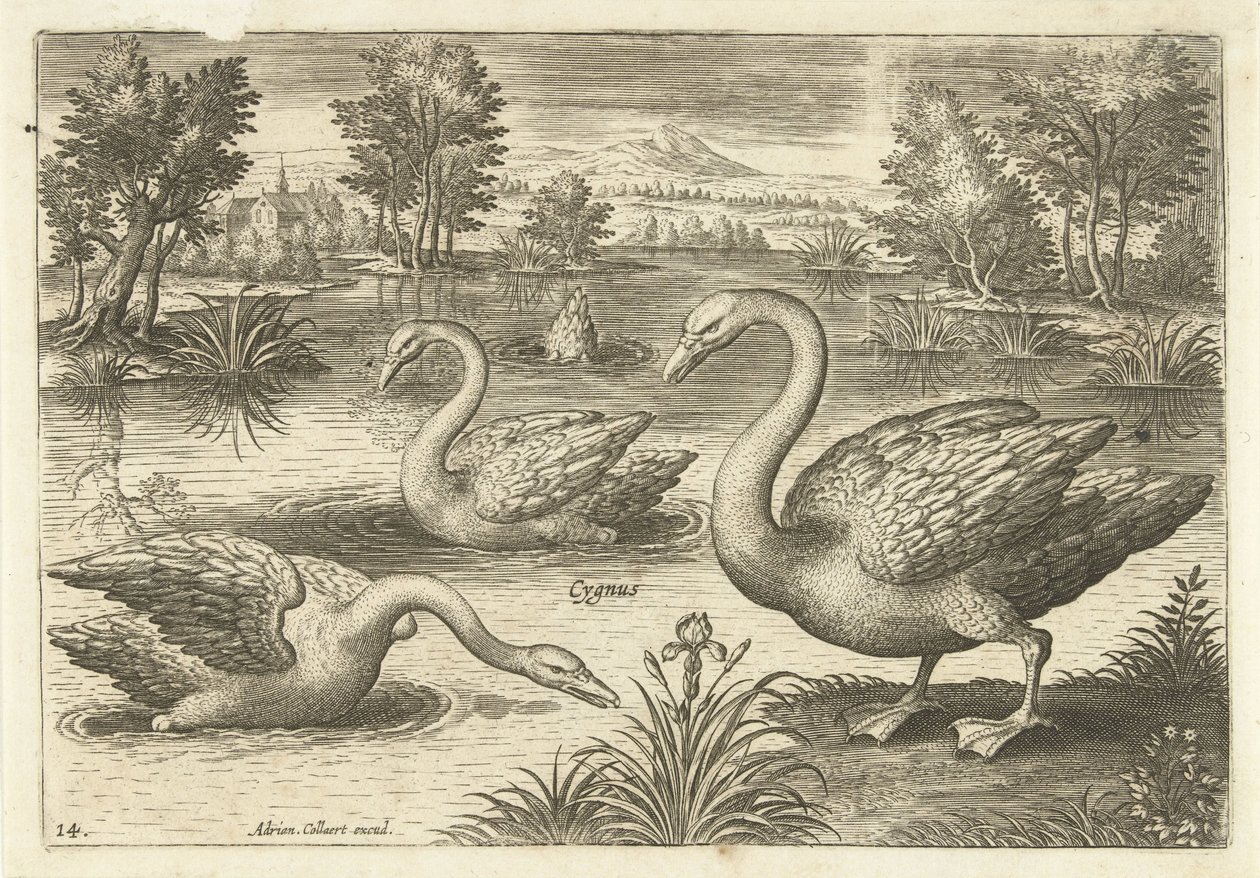 Bir su birikintisi içinde üç kuğu Kuşlar (dizi adı) Avium vivae (dizi adı) by Adriaen Collaert