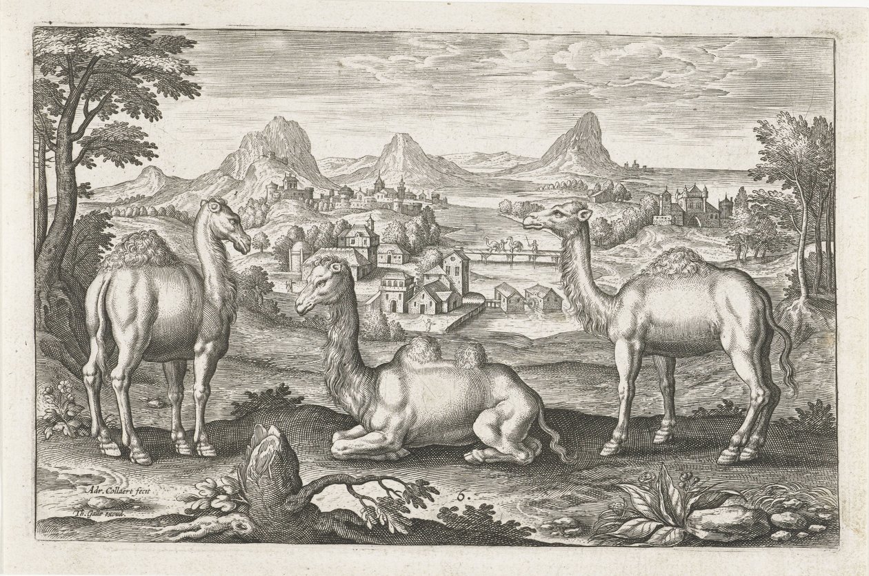Dromedaries ve bir deve Dört ayaklı hayvanlar (dizi adı) Animalivm Qvaddrvpedvm (dizi başlığı) by Adriaen Collaert
