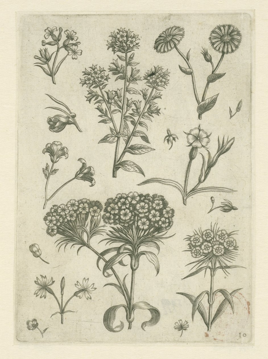 Tatlı William ve diğer çiçekler Florilegium (dizi adı) by Adriaen Collaert
