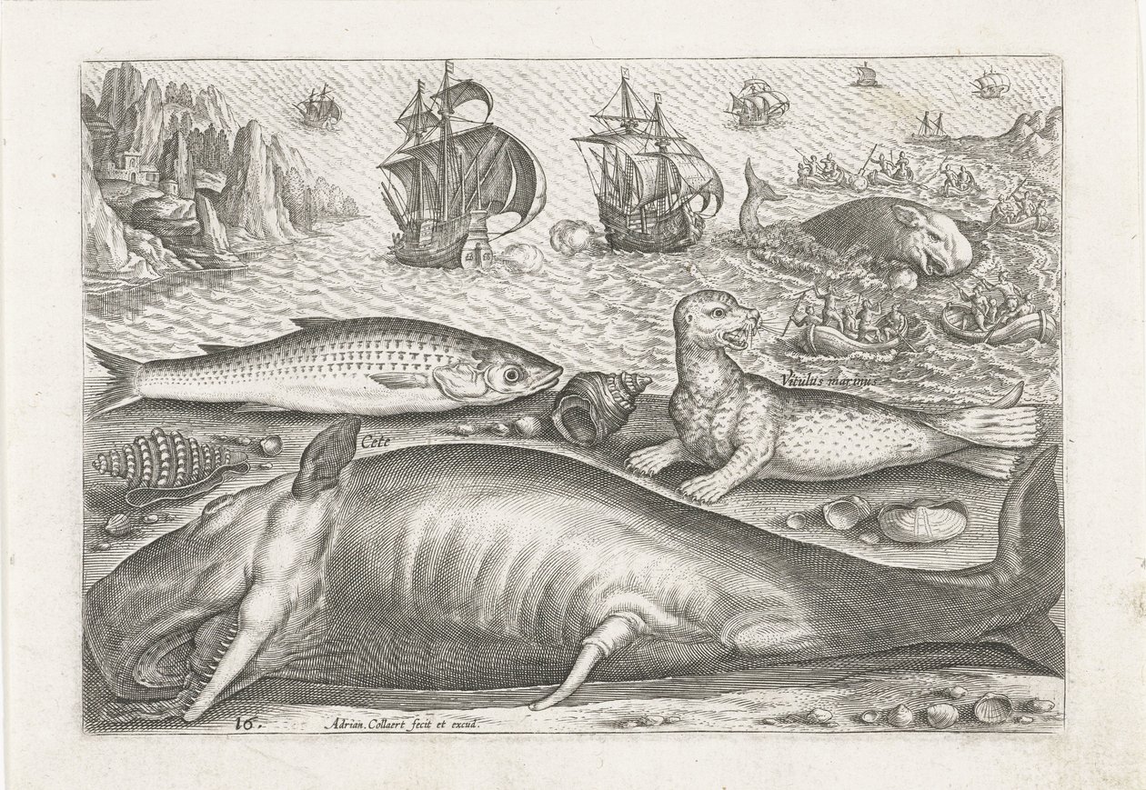 Sahilde bir kefal, bir deniz aslanı ve bir balina Balık tutma (dizi adı) Piscivm vivae simgeleri (seri başlığı) by Adriaen Collaert