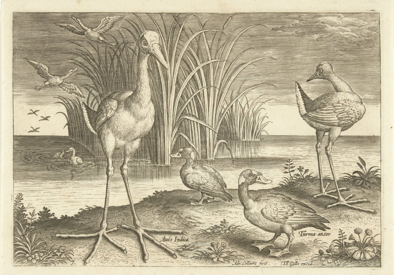 Bir bankada bazı su kuşları Kuşlar (dizi adı) Avivm vivae (dizi adı) by Adriaen Collaert