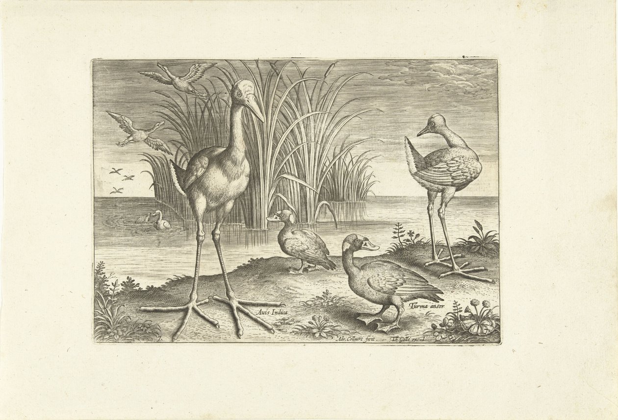 Bir kıyıda bazı su kuşları Kuşlar (dizi adı) Avivm vivae (dizi adı) by Adriaen Collaert