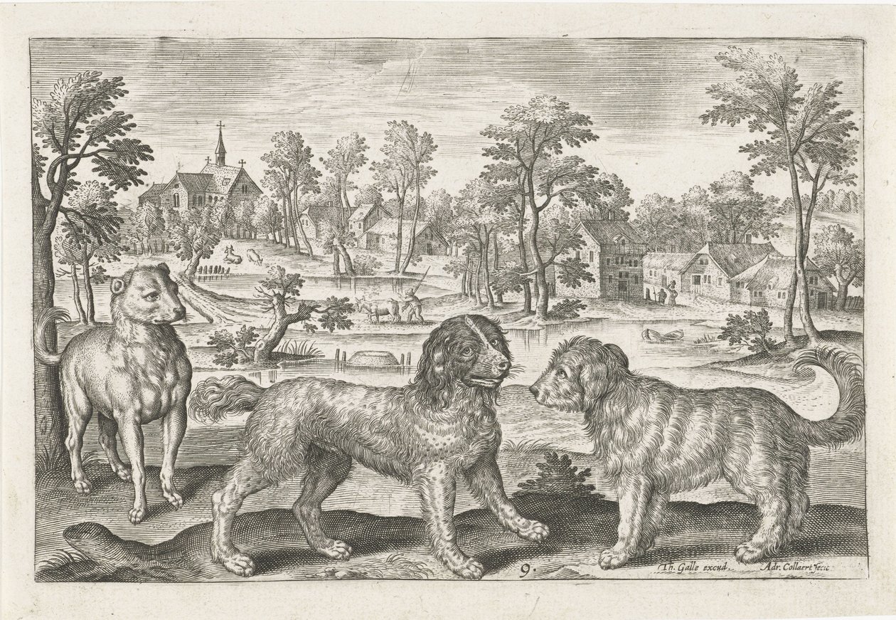 köpekler Dört ayaklı hayvanlar (dizi adı) Animalivm Qvaddrvpedvm (dizi başlığı) by Adriaen Collaert