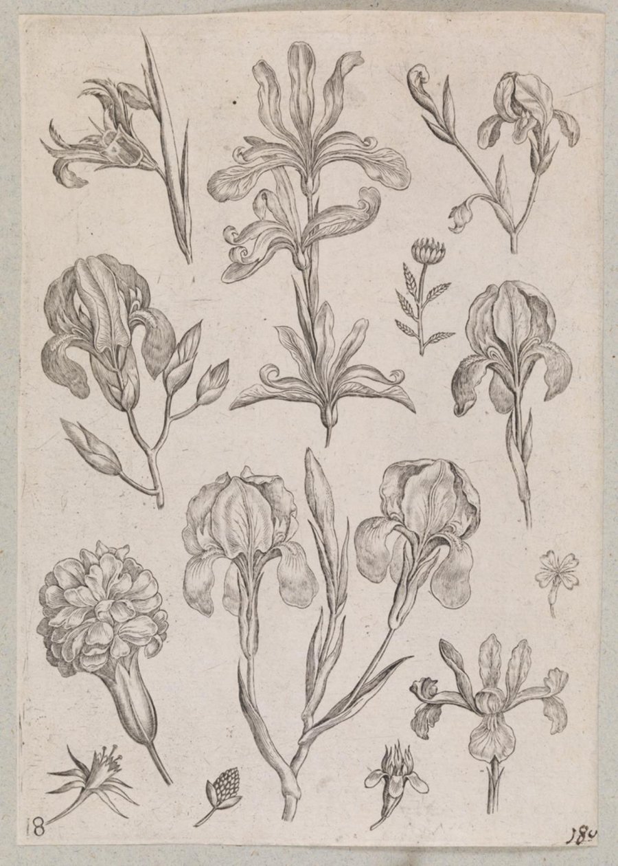 süsen by Adriaen Collaert