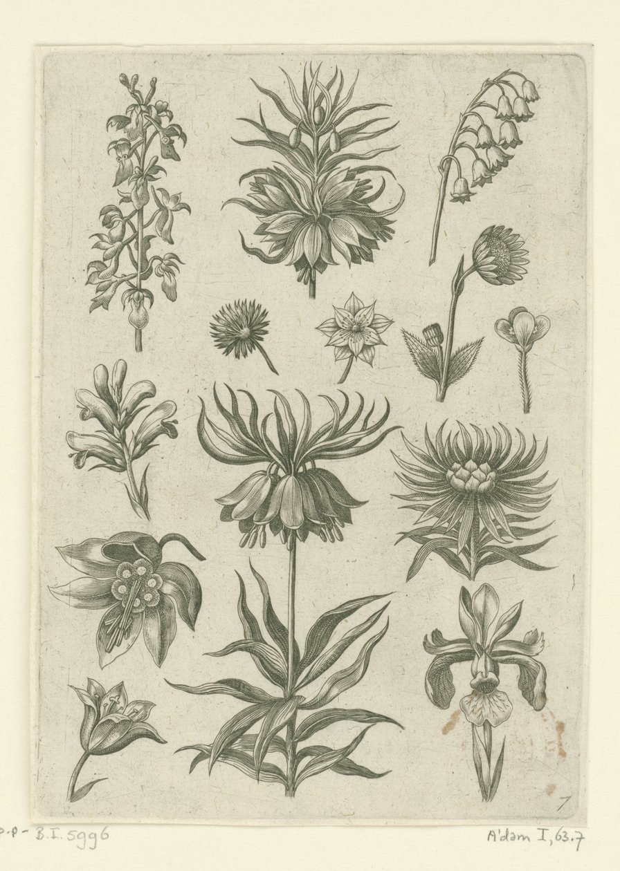 İmparatorluk tacı, orkide ve vadideki zambaklar Florilegium (dizi adı) by Adriaen Collaert