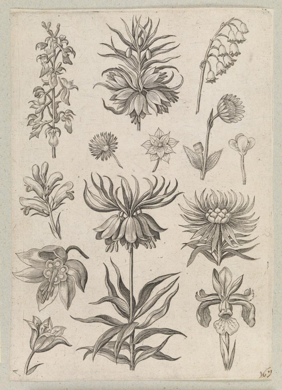 vadideki zambak by Adriaen Collaert