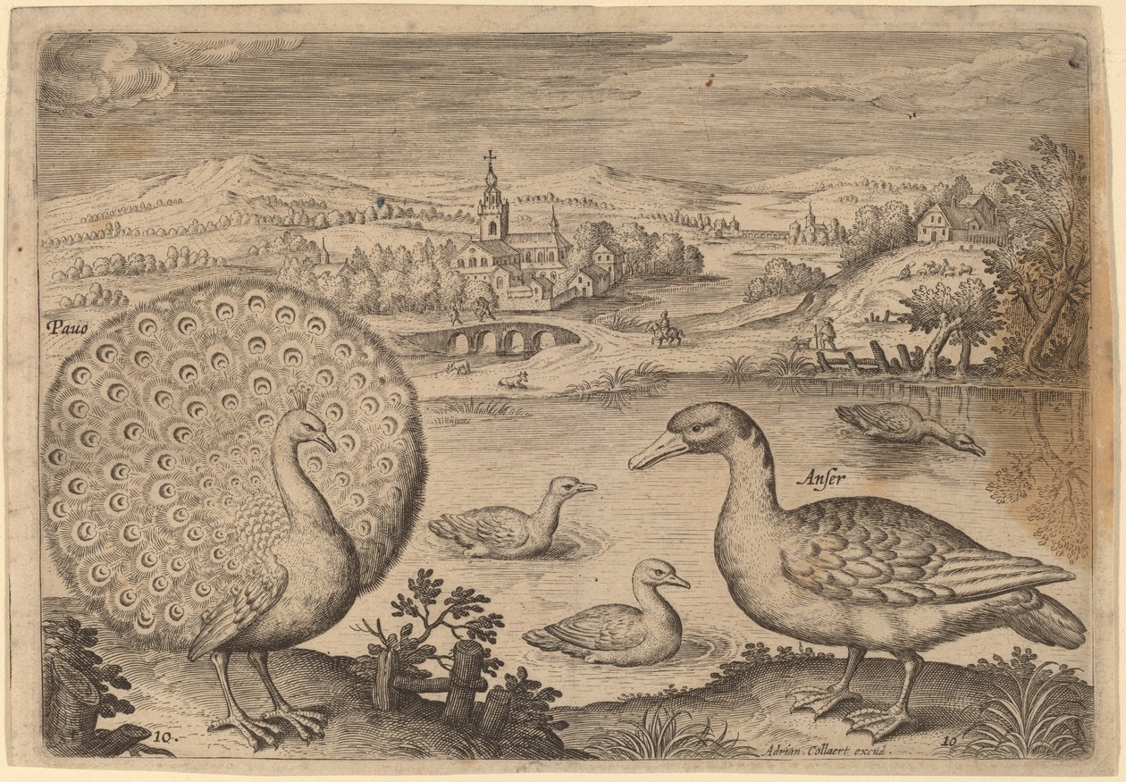 Tavus kuşu ve kaz by Adriaen Collaert