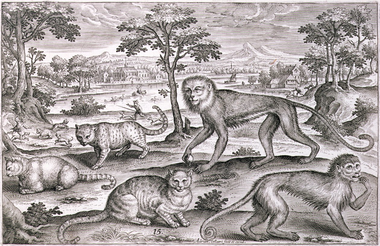 Üç Kedi ve İki Maymun (gravür) by Adriaen Collaert