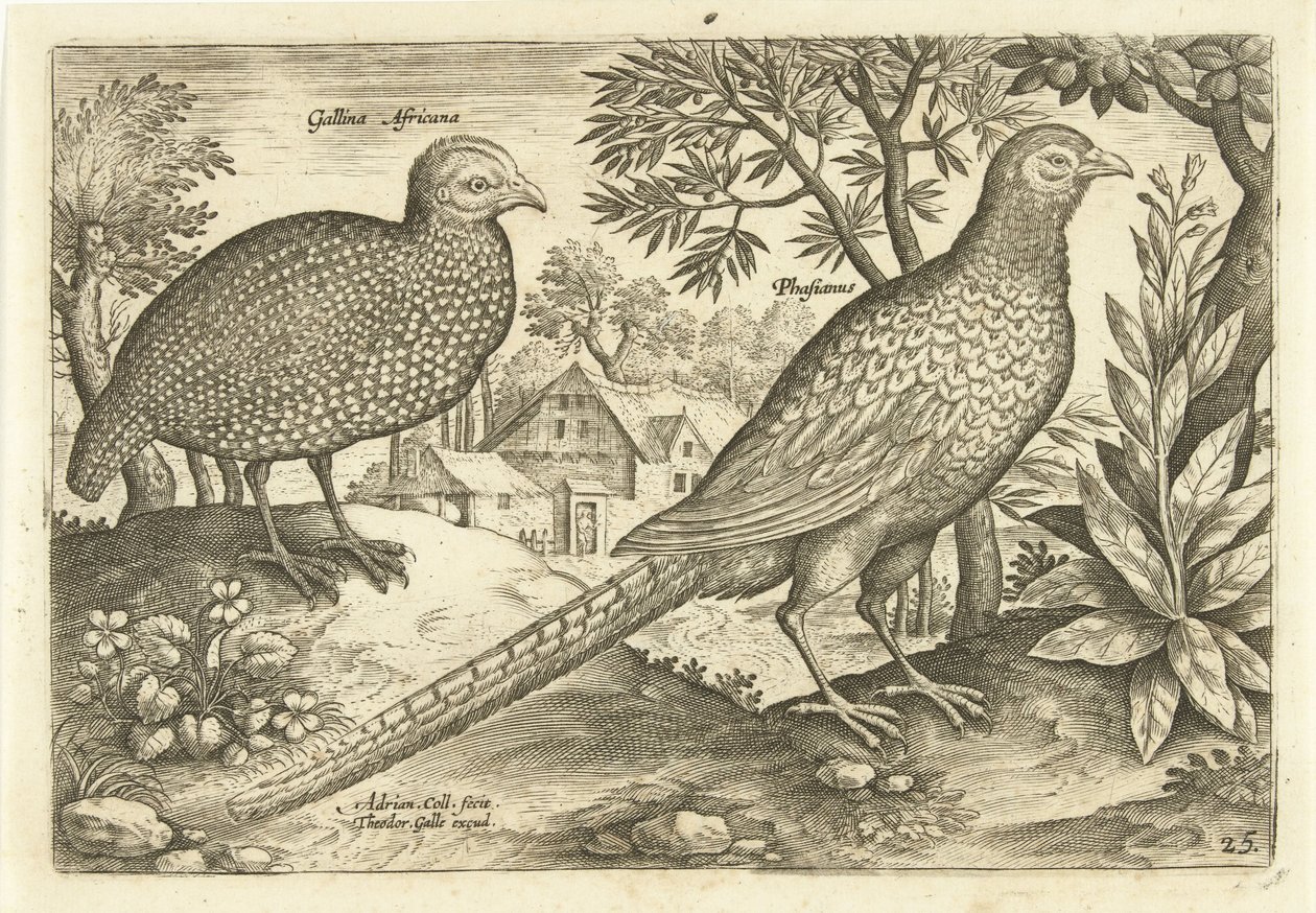 Bir manzara içinde iki tavuk Avivm Vivae (dizi adı) Kuşlar (dizi adı) by Adriaen Collaert