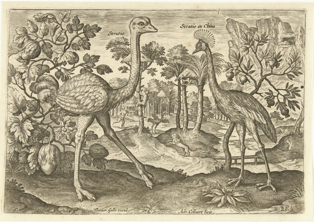 Bir manzarada iki uçamayan kuş Avium Vivae (dizi adı) Kuşlar (dizi adı) by Adriaen Collaert