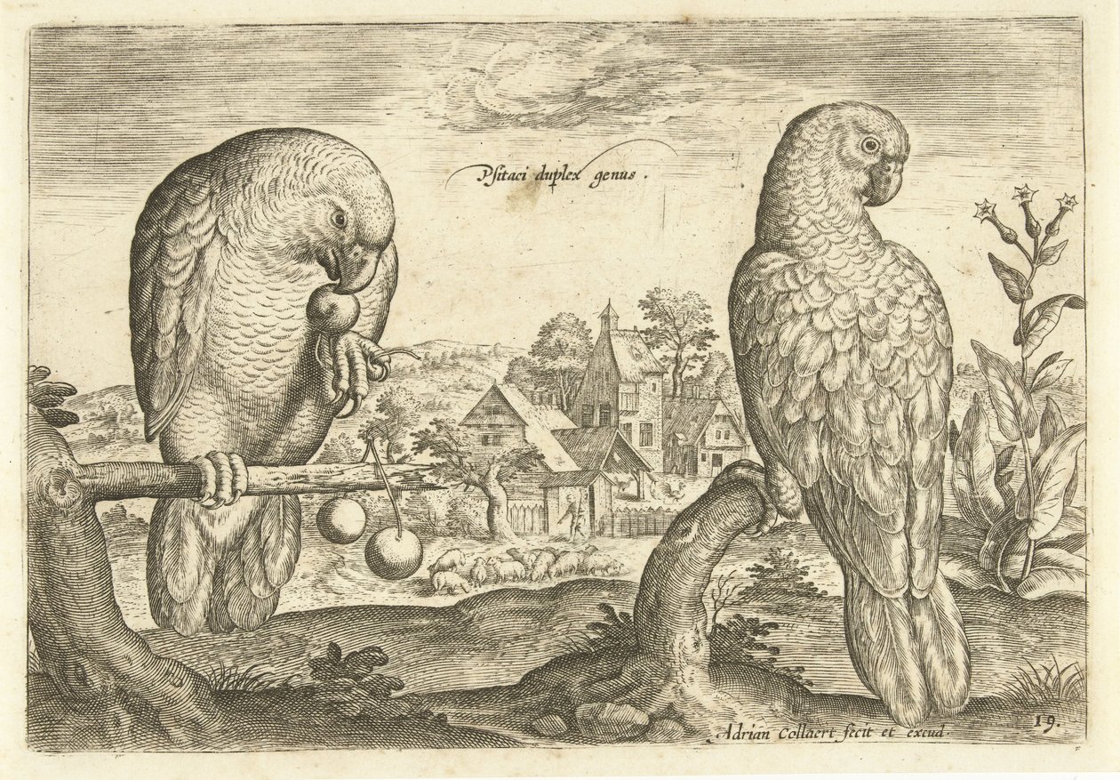 Bir manzara içinde iki papağan Avium Vivae (dizi adı) Kuşlar (dizi adı) by Adriaen Collaert