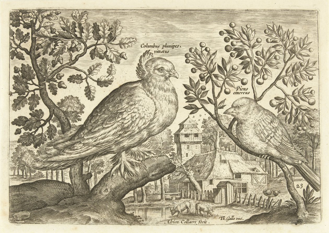 Bir manzarada iki kuş Avium Vivae (dizi adı) Kuşlar (dizi adı) by Adriaen Collaert
