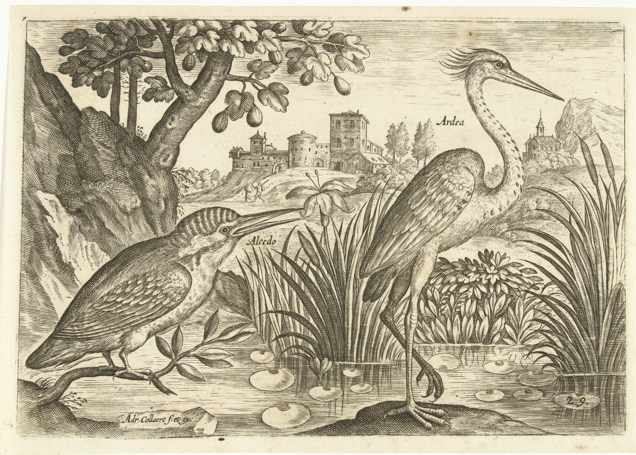 Bir manzarada iki kuş Kuşlar (dizi adı) Avium Vivae (dizi adı) by Adriaen Collaert