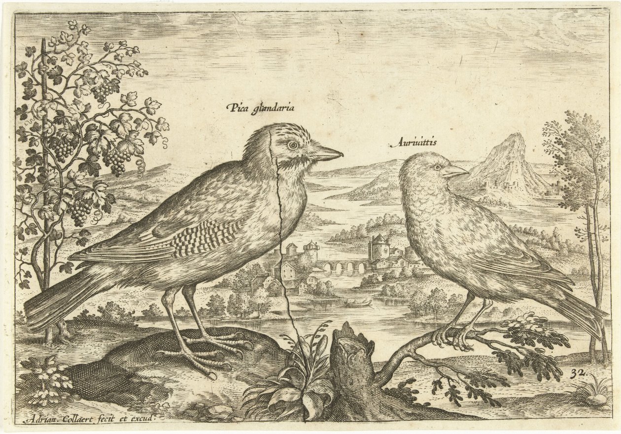 Bir manzarada iki kuş Kuşlar (dizi adı) Avium Vivae (dizi adı) by Adriaen Collaert