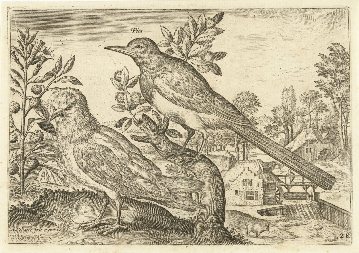 Bir manzarada iki kuş Kuşlar (dizi adı) Avium Vivae (dizi adı) by Adriaen Collaert