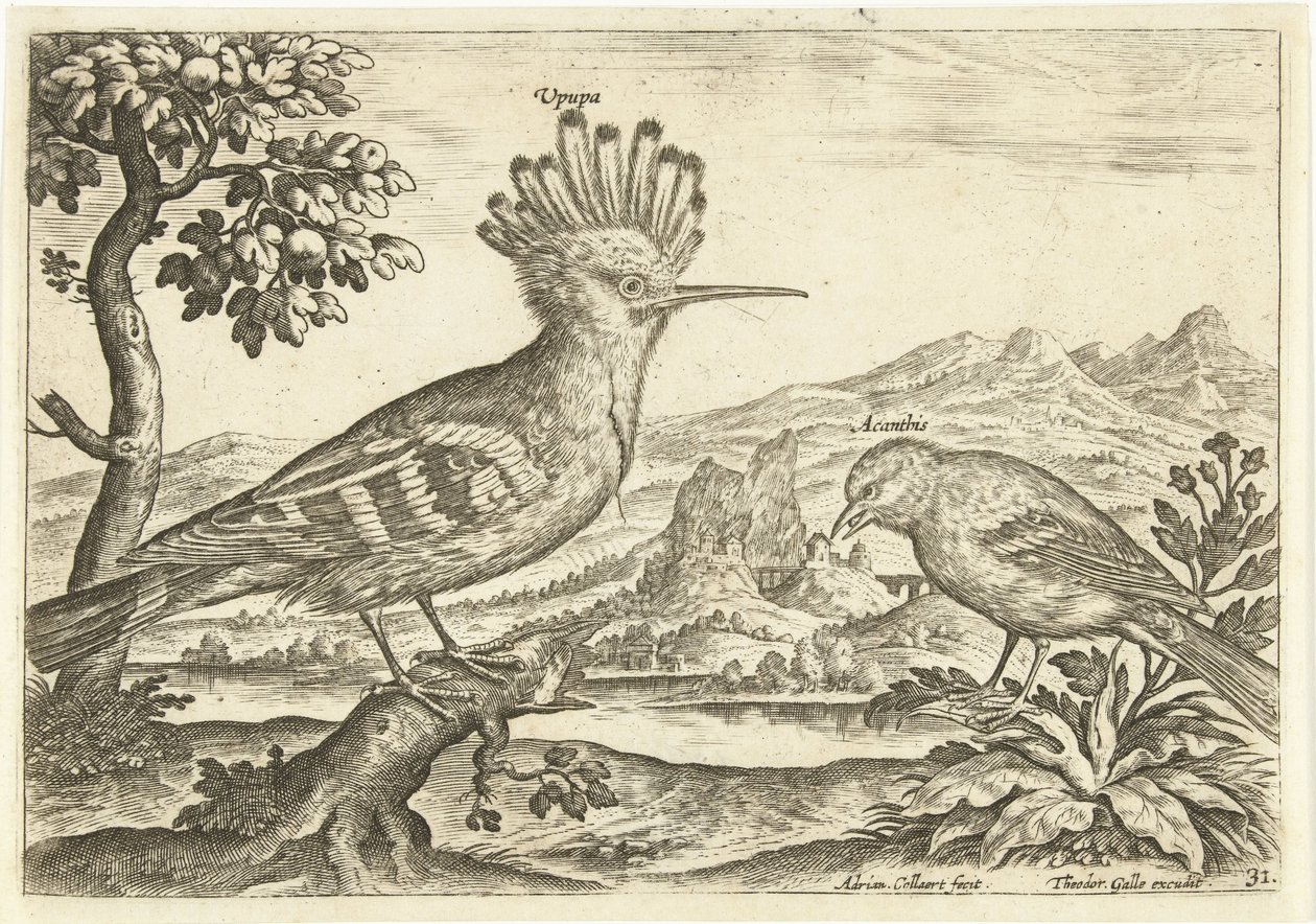Bir manzarada iki kuş Kuşlar (dizi adı) Avium Vivae (dizi adı) by Adriaen Collaert