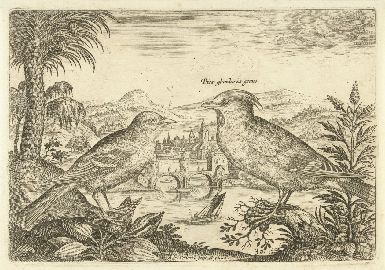 Bir manzarada iki kuş Kuşlar (dizi adı) Avium Vivae (dizi adı) by Adriaen Collaert