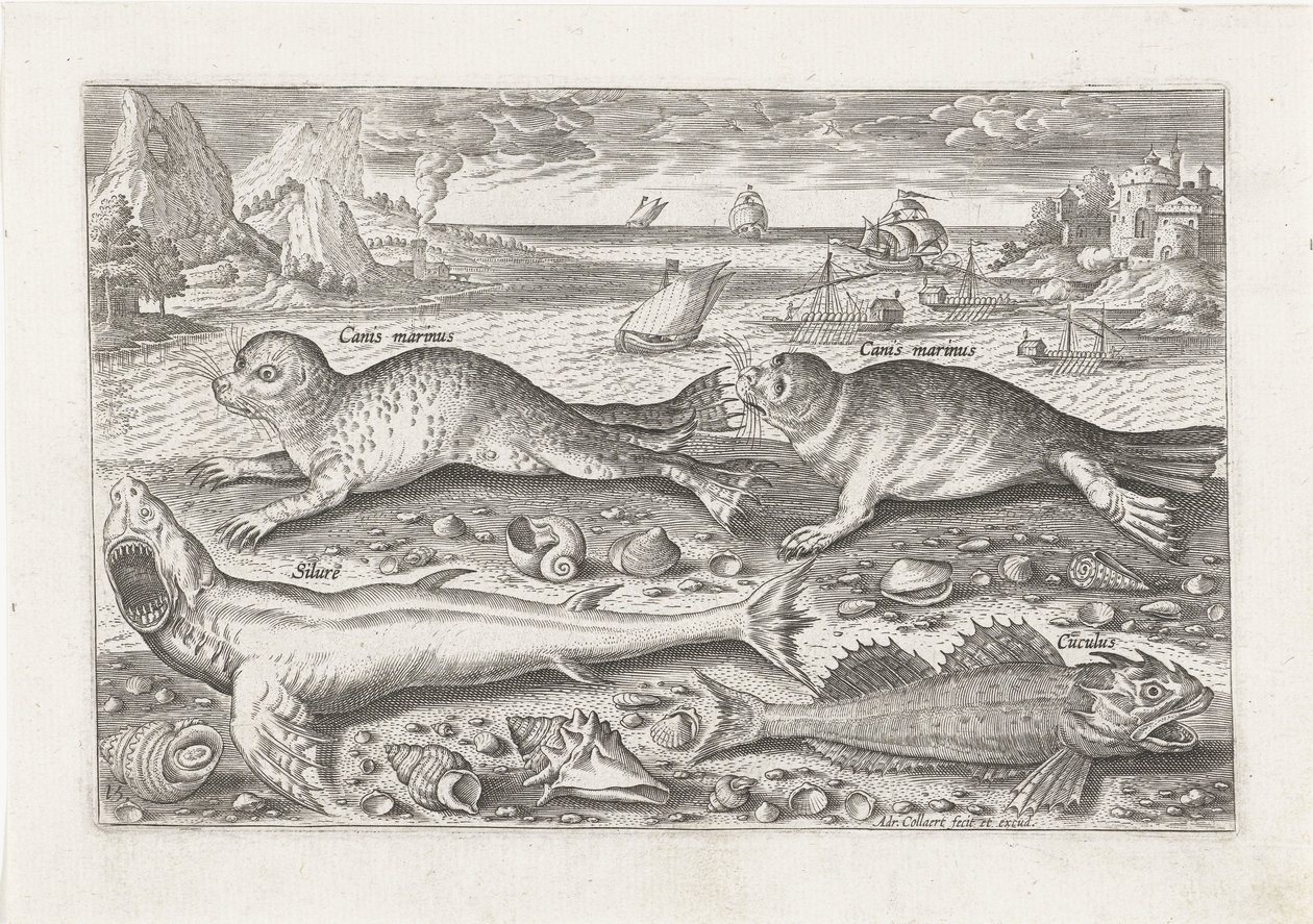 Sahilde iki fok ve iki balık Balık tutma (dizi adı) Piscivm vivae simgeleri (seri başlığı) by Adriaen Collaert