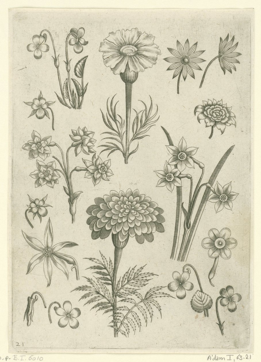 Farklı çiçekler, menekşeler ve nergis Florilegium (dizi adı) by Adriaen Collaert