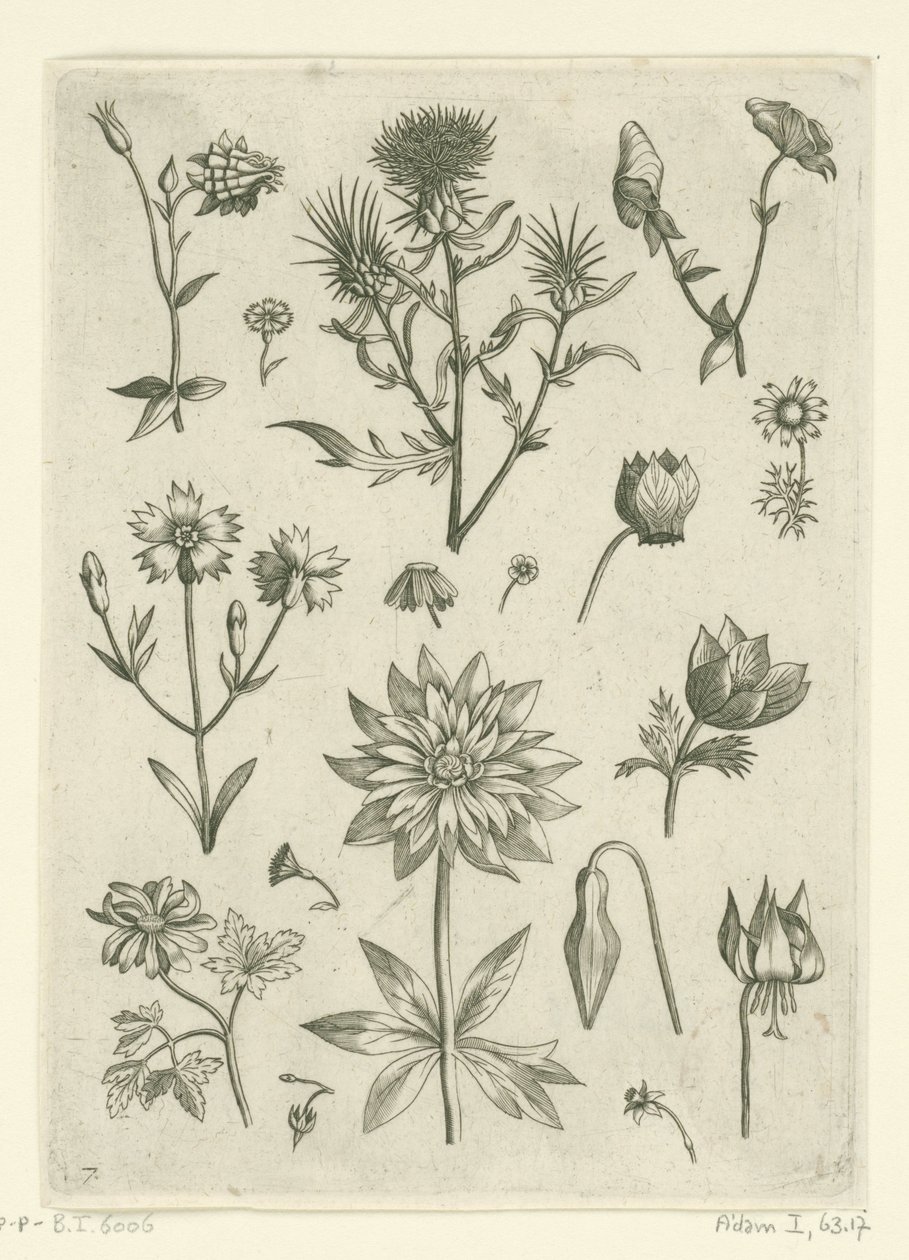 Columbine ve siklamen Florilegium dahil olmak üzere çeşitli çiçekler (seri başlığı) by Adriaen Collaert
