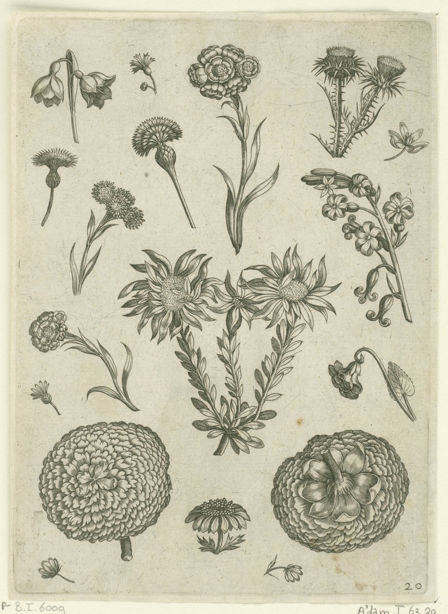 Krizantem ve devedikeni de dahil olmak üzere çeşitli çiçekler Florilegium (dizi adı) by Adriaen Collaert