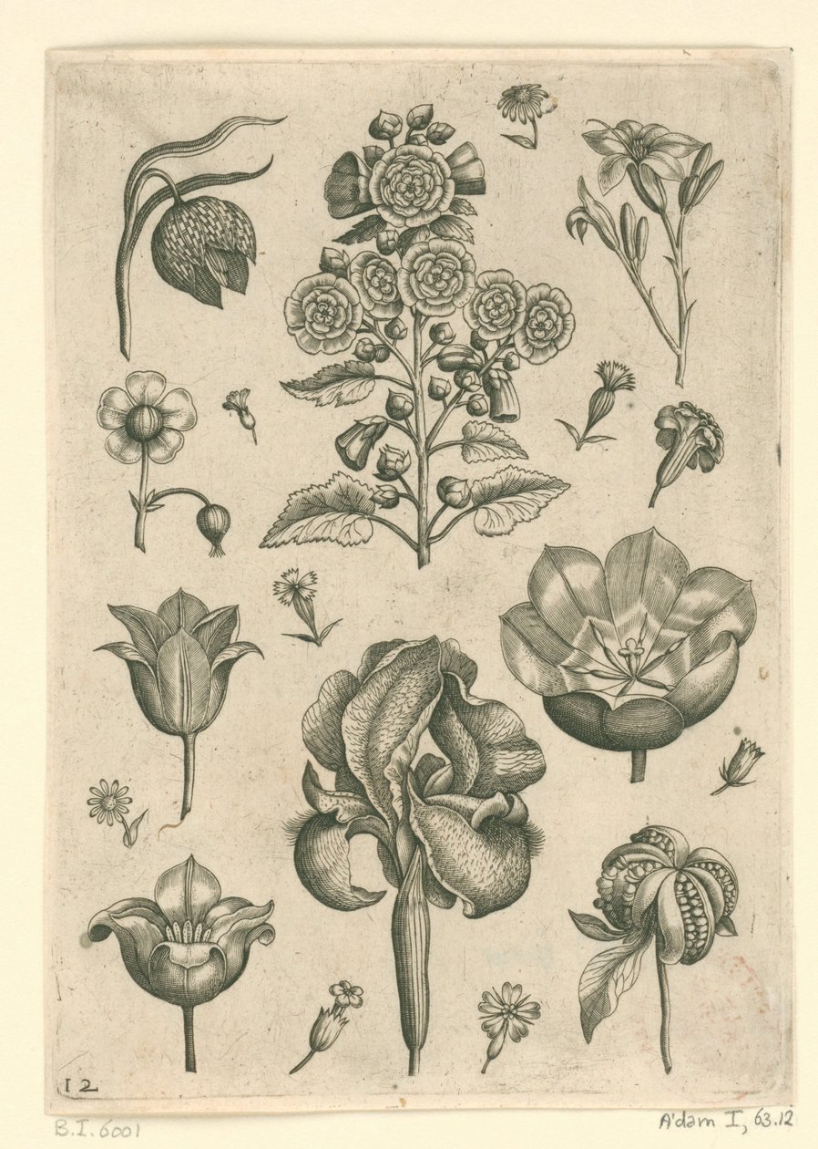 İris ve menekşe dahil çeşitli çiçekler Florilegium (dizi adı) by Adriaen Collaert