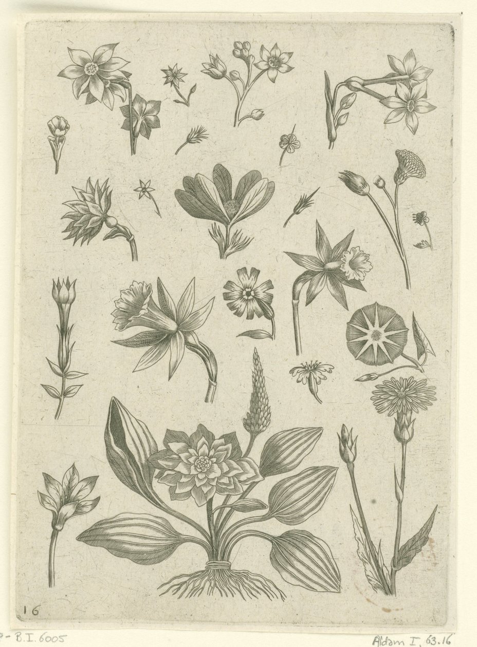 Trompet nergis dahil çeşitli çiçekler Florilegium (dizi adı) by Adriaen Collaert