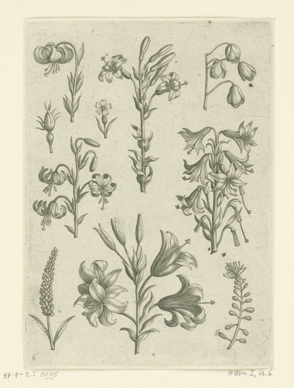 Dört büyük zambak ve bazı küçük çiçekler Florilegium (dizi adı) by Adriaen Collaert