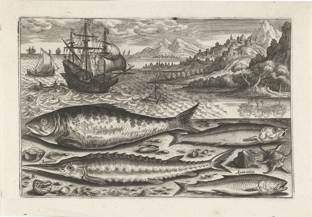 Sahilde dört balık Balık tutma (dizi adı) Piscium vivae simgeleri (seri başlığı) by Adriaen Collaert