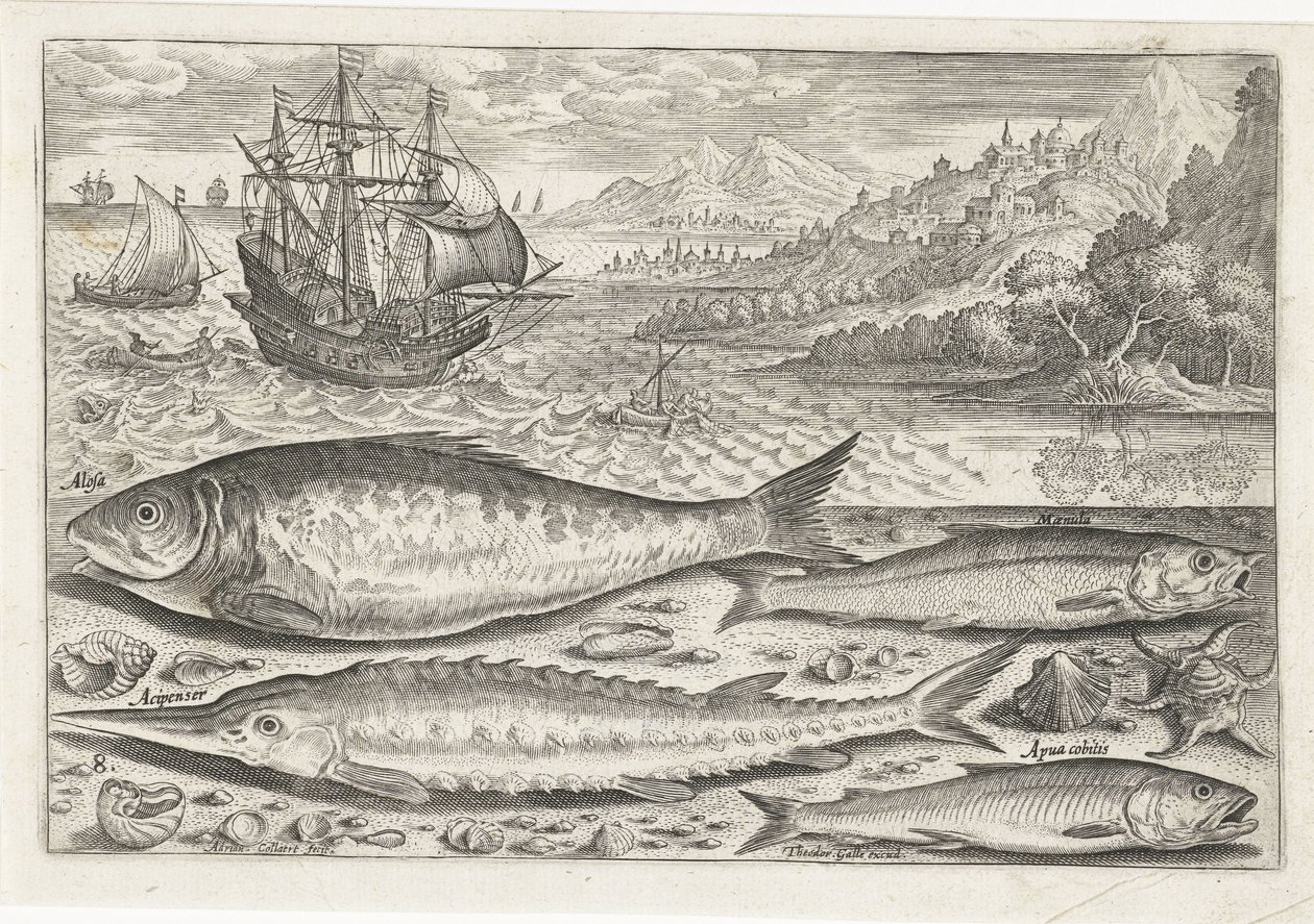 Sahilde dört balık Balık tutma (dizi adı) Piscium vivae simgeleri (seri başlığı) by Adriaen Collaert