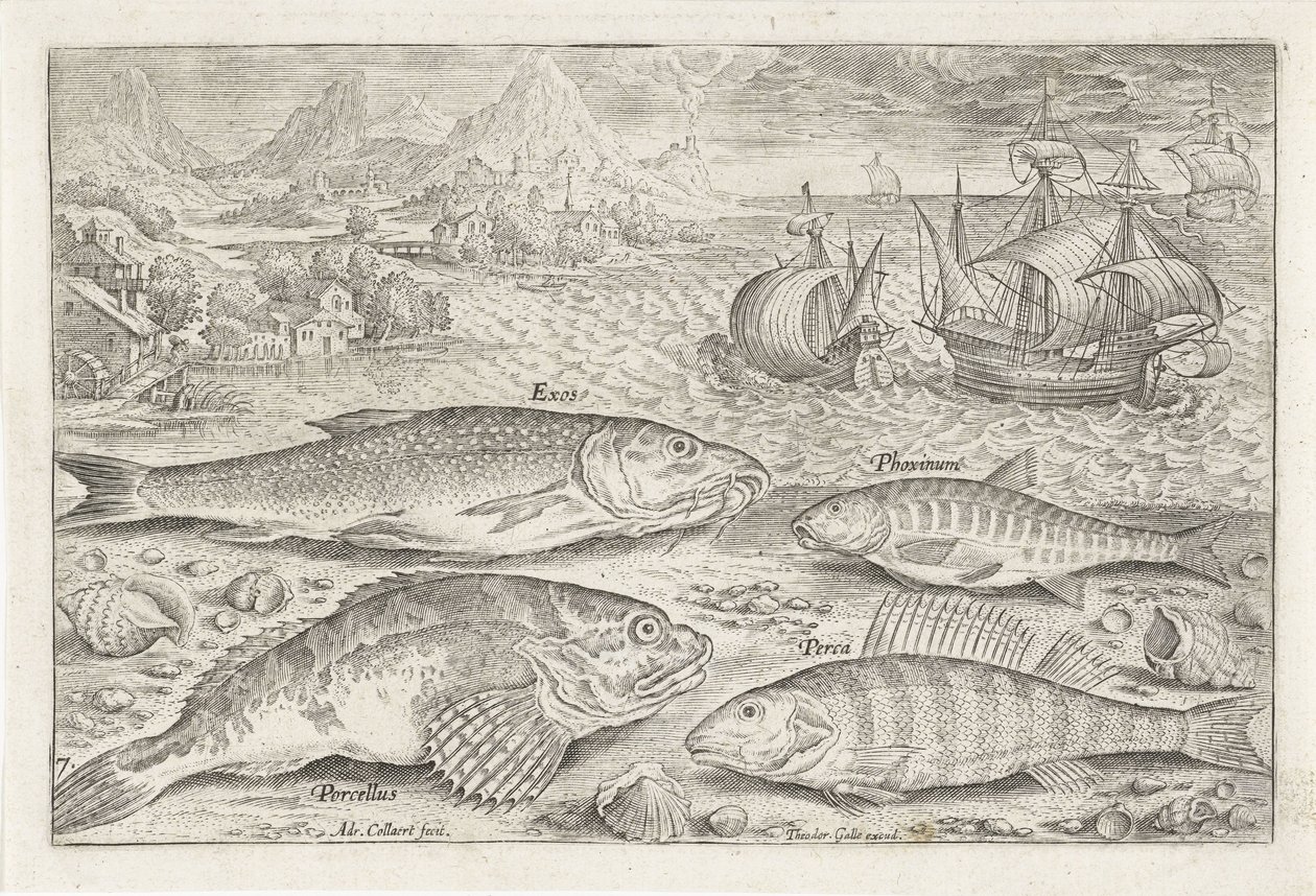Sahilde dört balık Balık tutma (dizi adı) Piscium vivae simgeleri (seri başlığı) by Adriaen Collaert