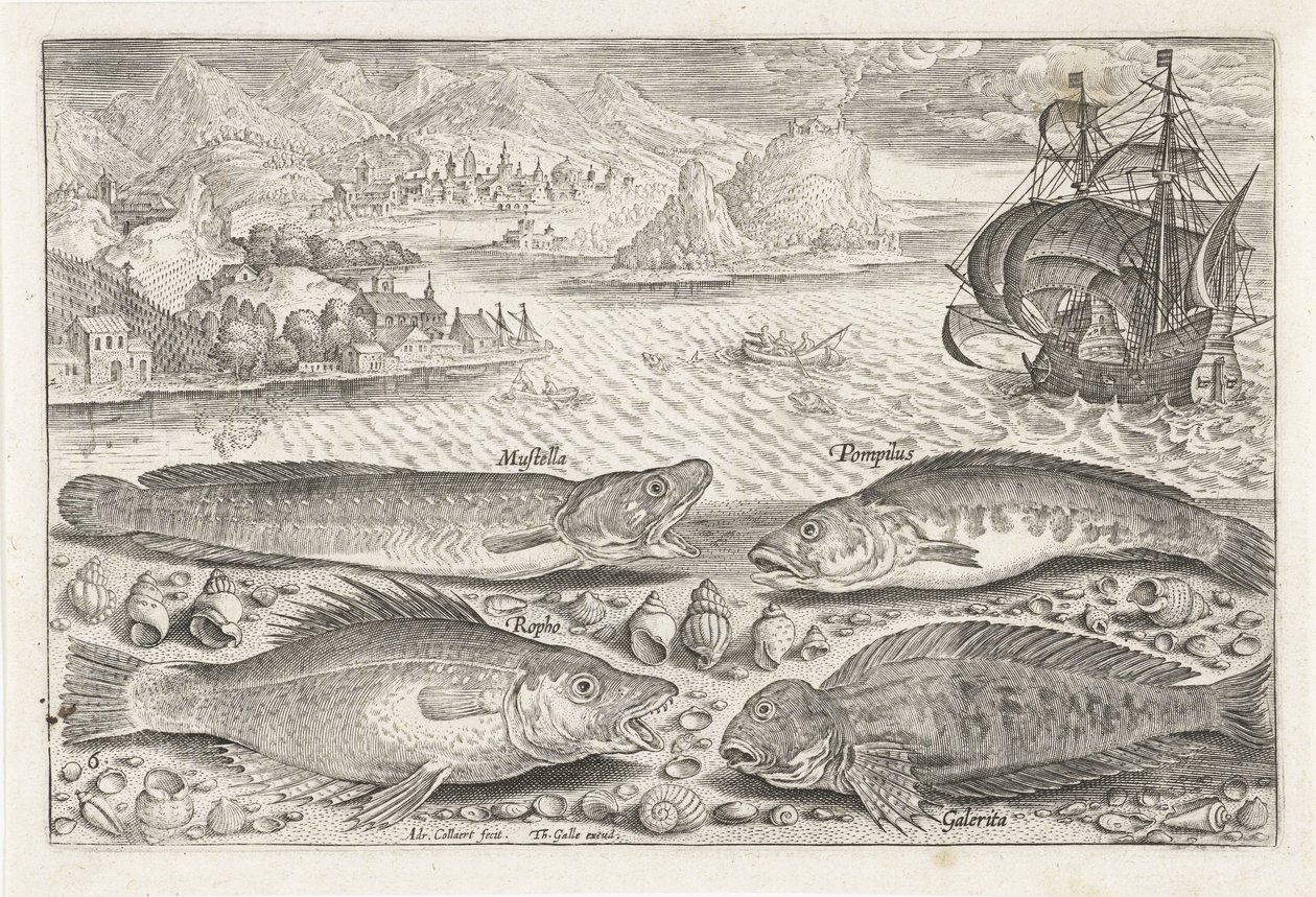 Sahilde dört balık Balık tutma (dizi adı) Piscium vivae simgeleri (seri başlığı) by Adriaen Collaert