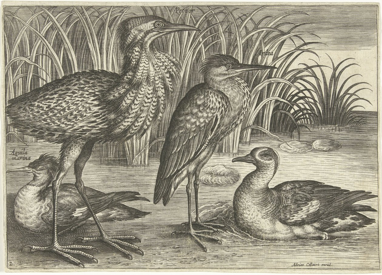 Bir nehir kıyısında dört yürüyen kuş Kuşlar (dizi adı) Avivm vivae (dizi adı) by Adriaen Collaert